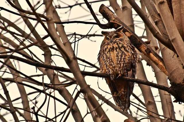 🦉 귀엽고 아늑한 부엉이 쿠션 커버: 완벽한 선택 가이드